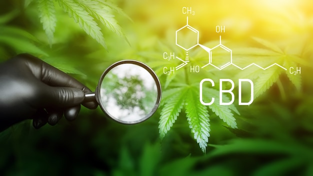 Cbd hemp chemical formula (cannabidiol). hand of holding\
magnifying glass looking at cannabis leaf, cannabis plant growing\
at outdoor hemp farm