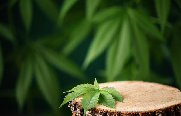 CBD hemp leaf with empty wooden podium space for design Cannabis herbal alternative medicine background