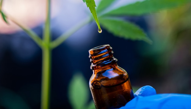 Photo cbd hemp oil, drip, bio-medicine and ecology, hemp plant, herb, medicine, cbd oil from medical extraction