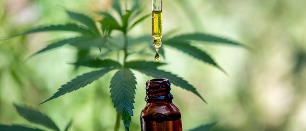 CBD hemp oil, drip, bio-medicine and ecology, hemp plant, herb, medicine, cbd oil from medical extraction