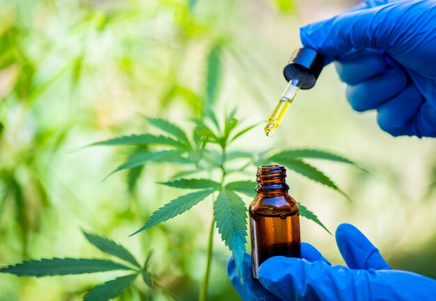 Photo cbd hemp oil, drip, bio-medicine and ecology, hemp plant, herb, medicine, cbd oil from medical extraction