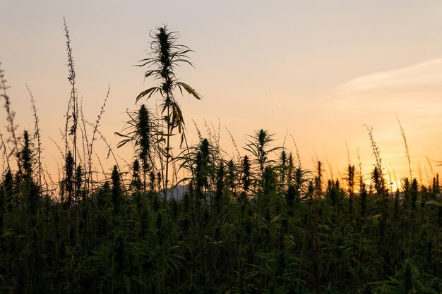 Photo cbd hemp plants on the field at sunset