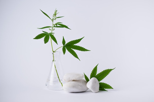 CBD hennepblad en witte decoratieve stenen met lege ruimte voor ontwerp Cannabis kruiden alternatieve geneeskunde of cosmetica achtergrond