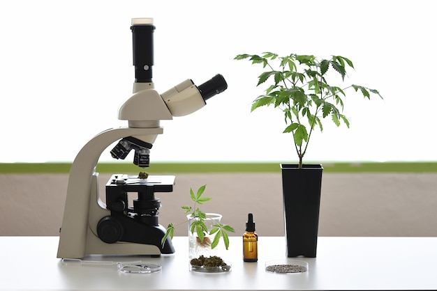 顕微鏡、植物、ペトリ皿を備えたCBDオイル抽出ラボベンチ