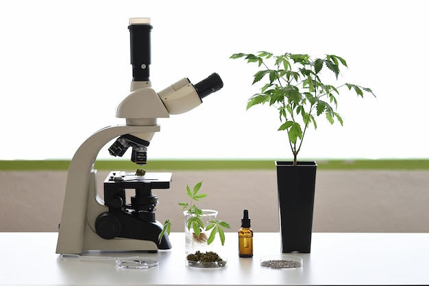 Cbd oil extraction lab bench with miscroscope, plants and petri dishes