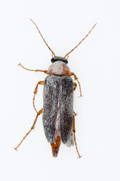 Cebrio sp, is a species of beetle in the Elateridae family