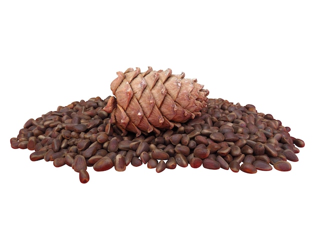 Cedar cone on cedar seeds