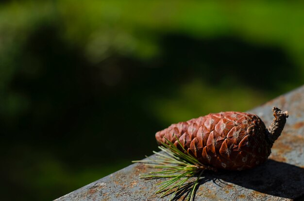 Cedar cone. Close-up. 