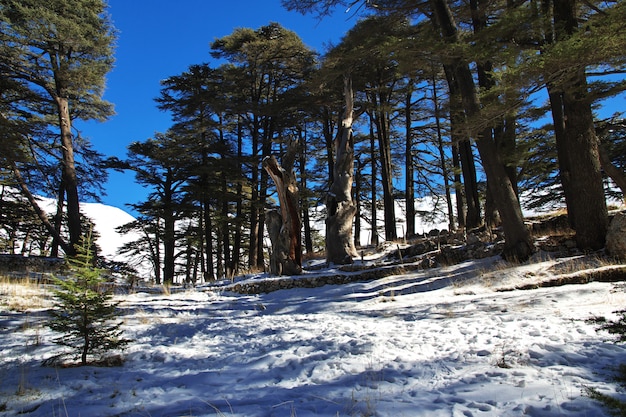 The cedar forest in mountains of Lebanon