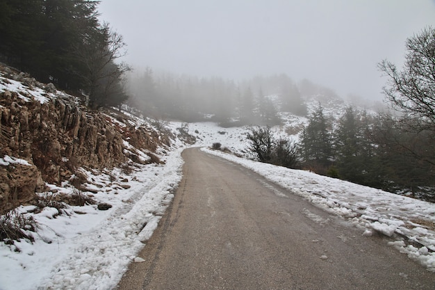 The cedar forest in mountains of Lebanon