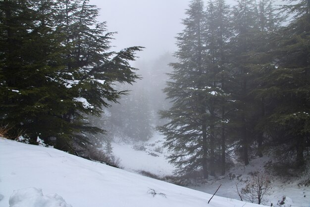 The cedar forest in mountains of Lebanon