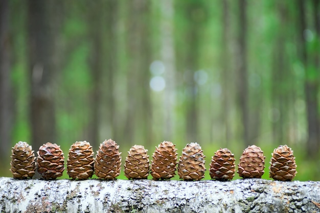 Cedar kegels opgesteld in een logboek.