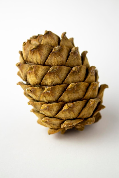 Cedar pine cone. Isolated on white background.