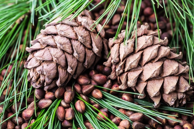 Cedar pine cone with pine nuts close-up top view.