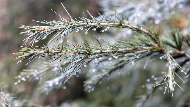 Cedar tree branch in a rain with raindrops