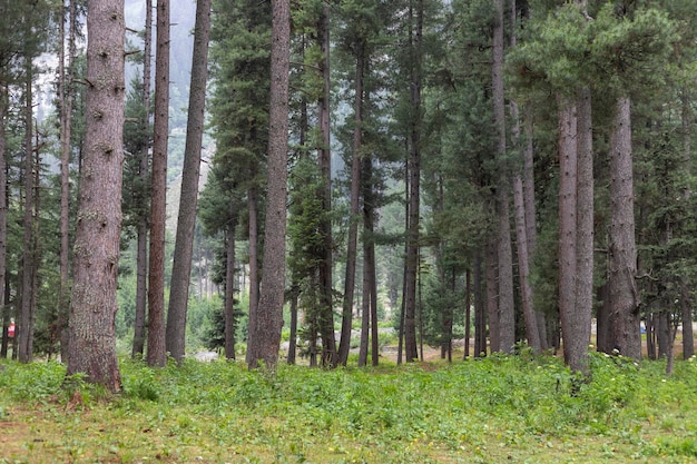 Photo cedar tree dense forest in pakistan