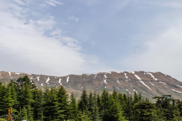 Cedars of lebanon lebanese cedar trees forest mountains