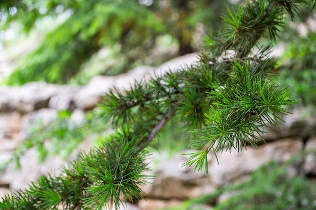 Cedars of lebanon lebanese cedar trees forest mountains