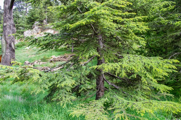 Cedars of lebanon lebanese cedar trees forest mountains