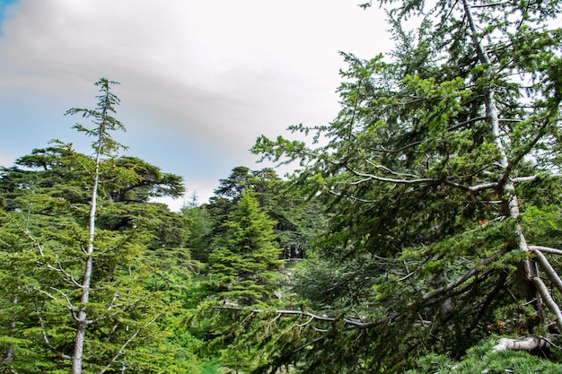 Фото Кедры ливана ливанские кедровые деревья леса горы