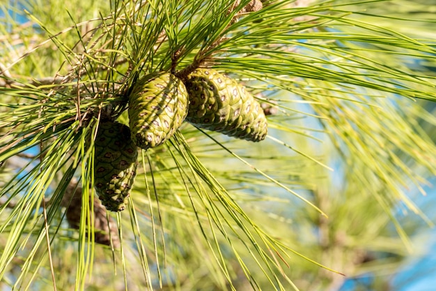 Cedernoot, dennenappel groen. Pijnboomnoot, pijnboomklomp, cederhout. Ceder tak. Bos cederhout