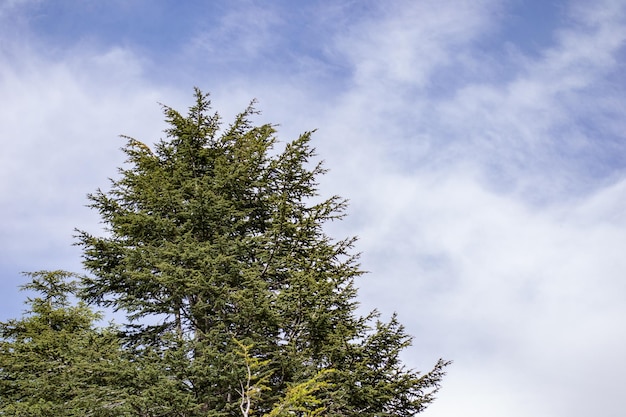 Ceders van Libanon Libanese cederbomen bosbergen