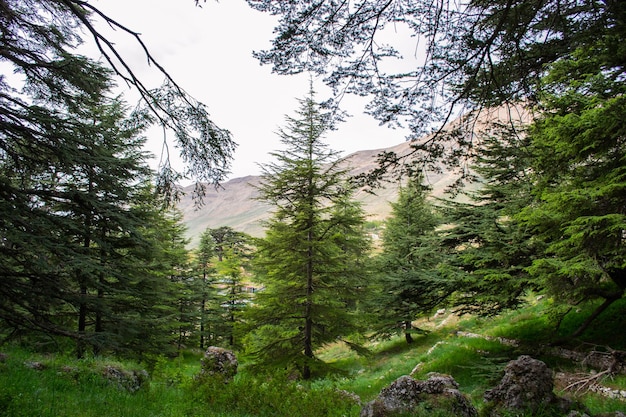 Ceders van Libanon Libanese cederbomen bosbergen