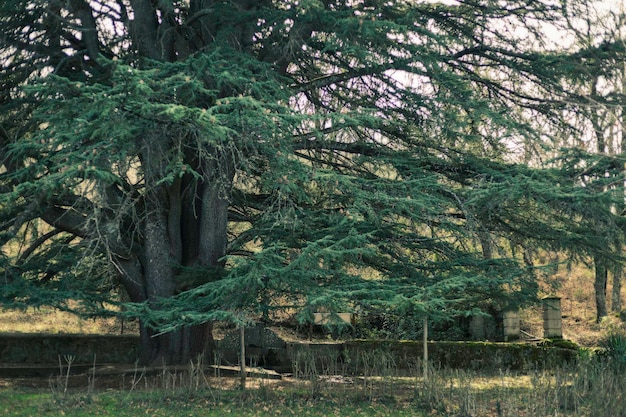 Cedrus libani. Great cedar of Lebanon, centenary tree located in the town of Bejar, Salamanca.