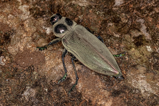 Ceiba borer kever van de soort euchroma giganteum