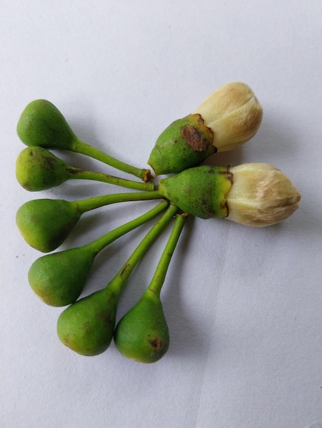 Photo ceiba pentandra flower on a white paper background