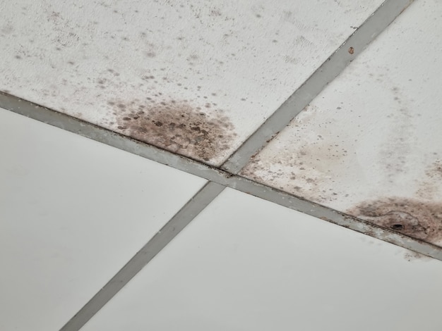 the ceiling is moldy wall panels