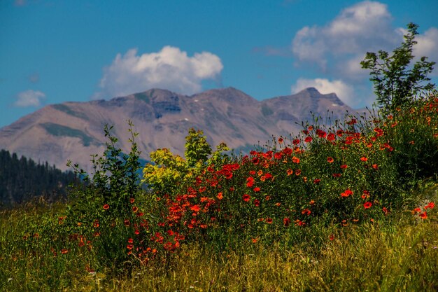 Ceillac queyras in hautes alpes in france