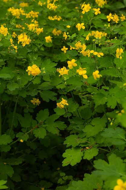 Celandine flowers in the shade in spring