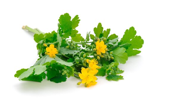 Celandine flowers on a white background