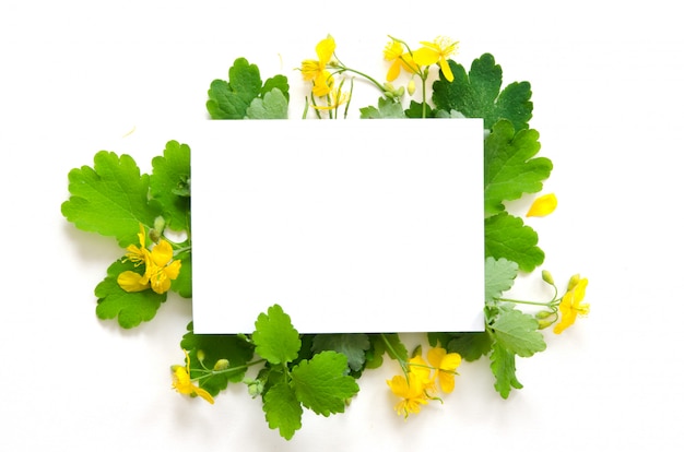 Celandine flowers with space for text on white paper