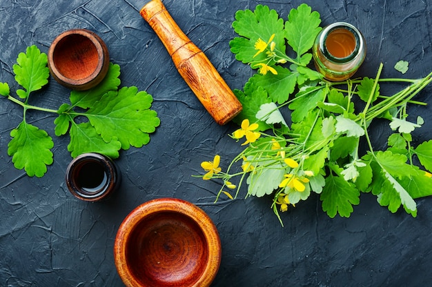 Celandine in herbal medicine