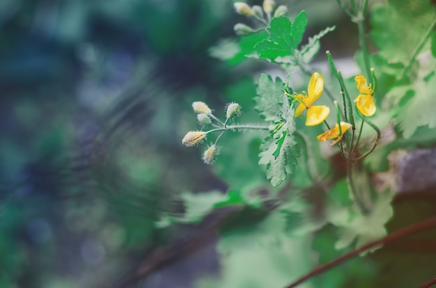 Celandine is a green plant with yellow flowers