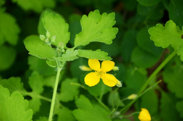 Celandine medicinal plant green leaves and yellow flower