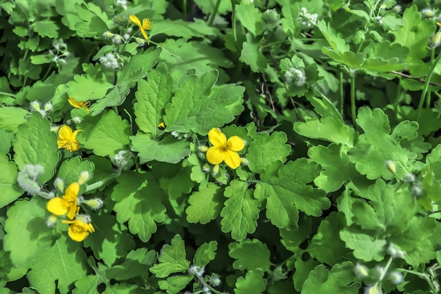 Photo celandine plant in nature in spring