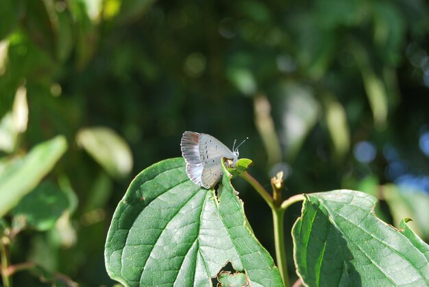 A celastrina argiolus butterfly sits on a sunny green leaf with a beautiful green sunny background