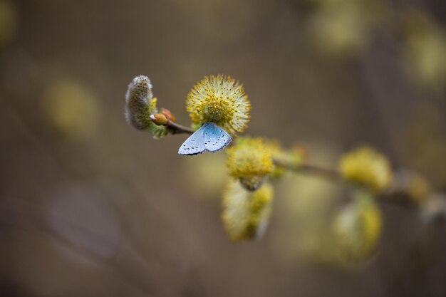 Salix caprea의 Celastrina ladon 염소 버드나무로 알려진 Salix caprea 봄 하늘빛 또는 에코 블루는 Lycaenidae 가족의 나비입니다.