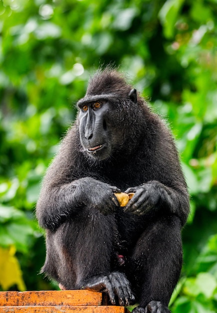 Il macaco crestato di celebes sta mangiando la frutta indonesia sulawesi