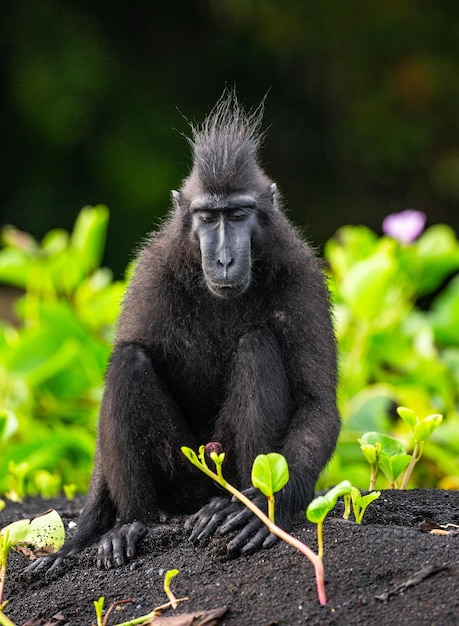 Celebes crested macaque is sitting on the sand against the backdrop of the jungle Indonesia Sulawesi