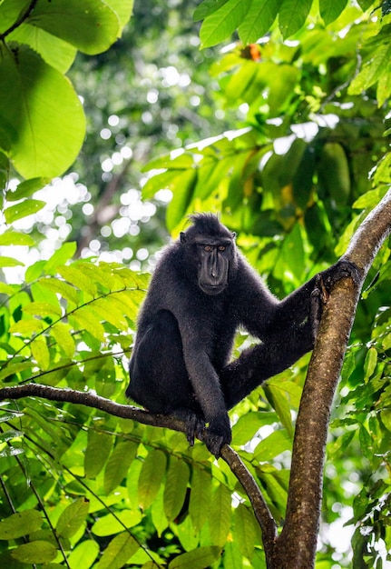 Celebes crested macaque is sitting on a tree indonesia sulawesi