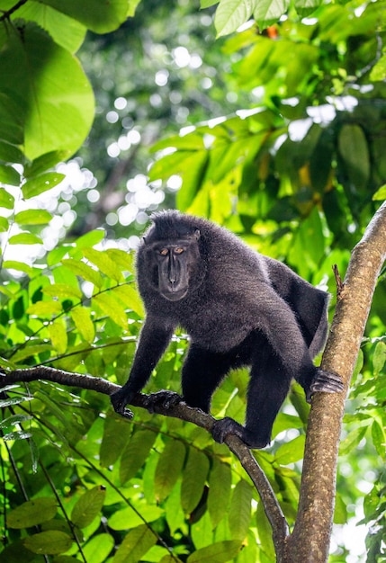 Celebes crested macaque is sitting on a tree Indonesia Sulawesi