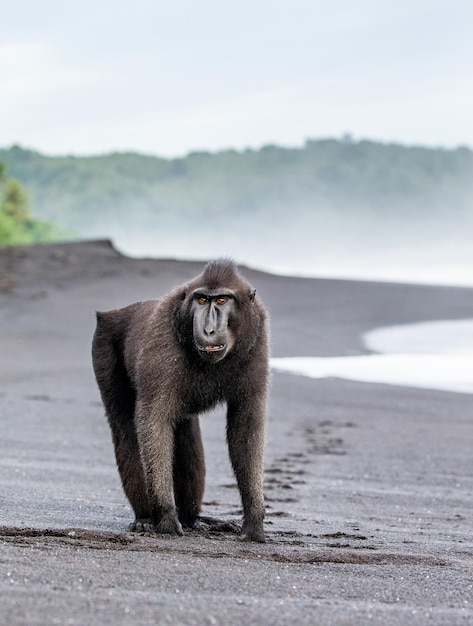 Celebes crested macaque is standing on a black sand sea beach Indonesia Sulawesi