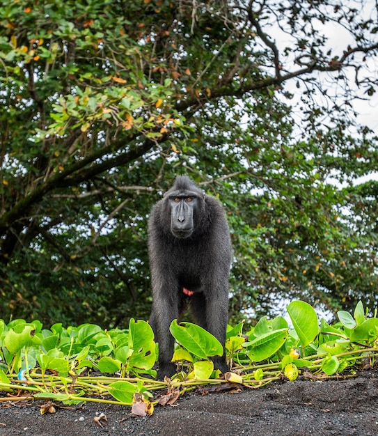 Celebes crested macaque is standing on the sand against the backdrop of the jungle Indonesia Sulawesi