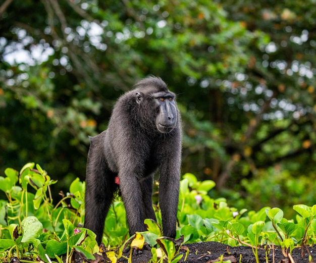 Celebes crested macaque is standing on the sand against the backdrop of the jungle Indonesia Sulawesi