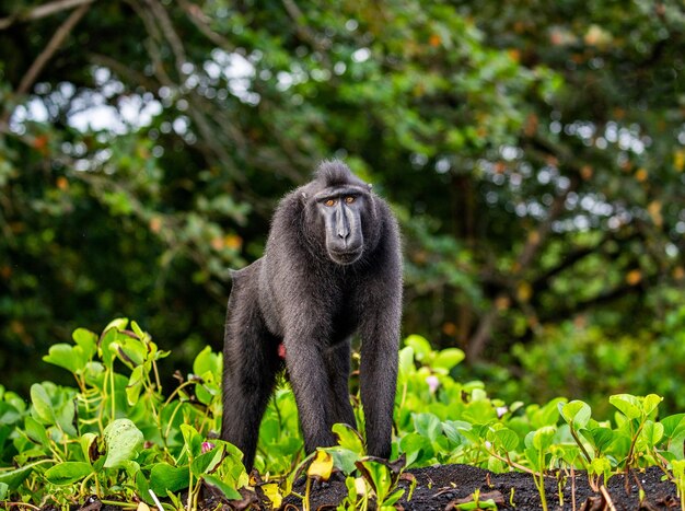 Il macaco crestato di celebes è in piedi sulla sabbia sullo sfondo della giungla indonesia sulawesi