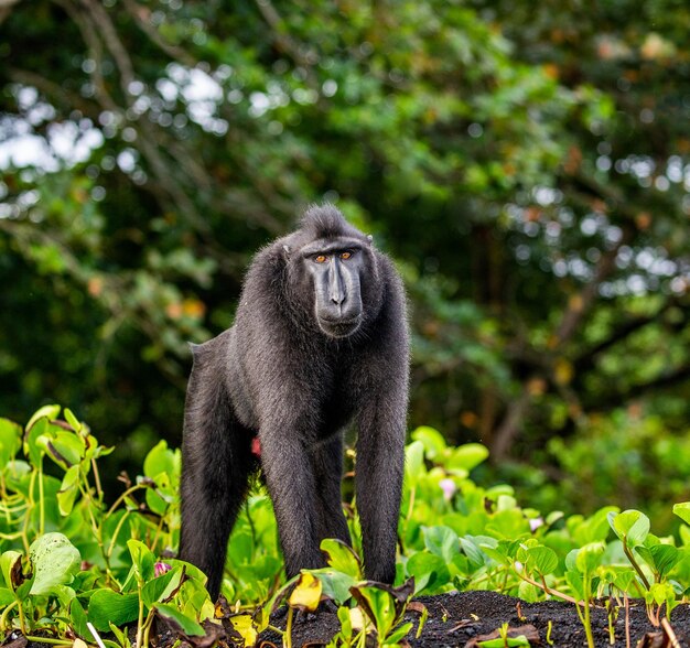 Celebes crested macaque is standing on the sand against the backdrop of the jungle Indonesia Sulawesi